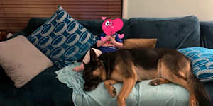 Arnie,a seven-year-old German shepherd,died after being left by his owner in the back of a ute in a case that caused public outrage.