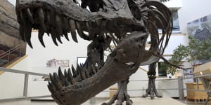 Scientists want to split Tyrannosaurus rex into three species. Not everyone is happy