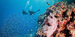 Last summer was so hot on the Great Barrier Reef,even the scientist didn’t believe it