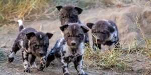 On the prowl … a litter of wild dogs,with their distinctive markings.