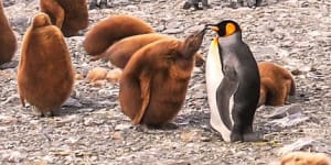 Penguins as far as the eye can see. 