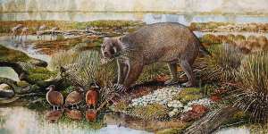 The'giant wombat'fossil that had to be discovered twice