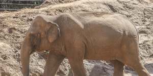 The patter of (massive) feet:Melbourne Zoo’s history-making elephant baby boom