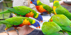 The daily lorikeet feeding at Currumbin Wildlife Sanctuary is free to both watch and take part in.