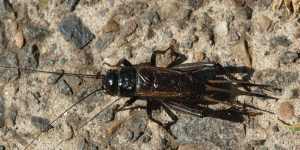 The black field cricket is a native species.