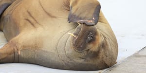 Freya the walrus that drew Oslo crowds is put down by authorities