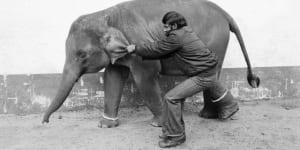 Mek Kapah’s mahout trying to move her when she arrived at Melbourne Zoo in 1978.