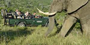 Wildlife has made a triumphant return to Kariega Game Reserve.