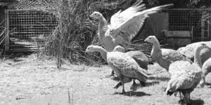 From the Archives,1972:RAAF flies a survival mission for Cape Barren geese