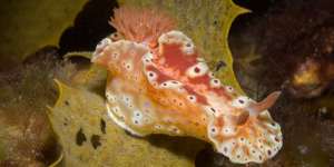 A ceratosoma brevicaudatum sea slug at Rickett’s Point at Port Phillip Bay.