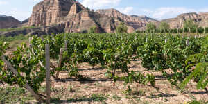 The Baojialong Vineyard has struggled to say afloat despite favourable conditions. 