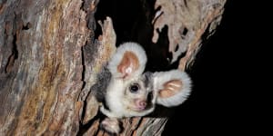 The greater glider,once common across the eastern seaboard,is now endangered.