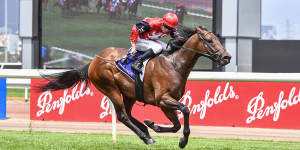 Smart Schwarz needs to confirm talent with Guineas win