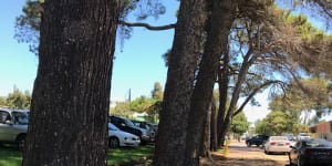 Dying trees at Subi college building site spark fears for Gallipoli memorial pines