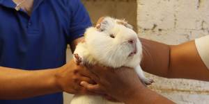 Maria del Carmen Pilapana chooses a guinea pig at a farm in San Jose de Taboada,Ecuador.