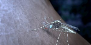 Paraguay declared malaria free amid concerns the disease rising again