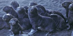 Seal population booms in Alaskan hot spot:an active volcano