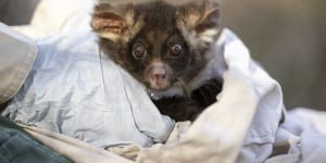 The perilous future facing Australia’s secretive ‘flying koalas’