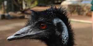 Emu dies in collision with Harley-Davidson rider on Queensland road