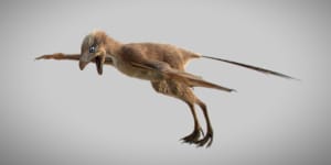 Dinosaurs with bat wings were more than just legend