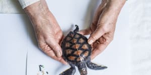 A baby green turtle the size of a Cartier brooch,missing a flipper,is being cared for after a Sydney beach rescue.