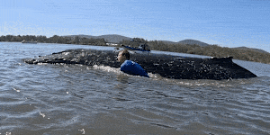 Rescuers attempt to assist a stranded whale near Forster. 