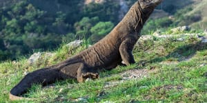 Today,Komodo dragons are restricted to a handful of islands in Indonesia’s Lesser Sunda group. 