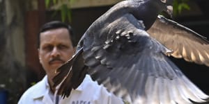 Detained on suspicion of spying:a pigeon that was captured eight months back is released at a vet hospital in Mumbai.