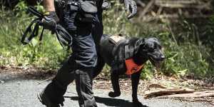 NSW Police use a cadaver dog to search a site in Kendall for the remains of William Tyrrell.