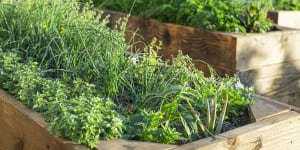 Now is the perfect time to start winter-friendly herbs like rosemary,chervil,and coriander. 