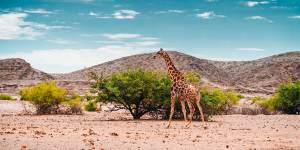 A huge translocation effort at Liwonde National Park makes it a great alternative other more popular safari destinations.