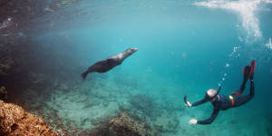 A sea lion joins snorkellers at Rabida Island.