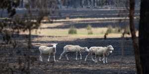 Sheep look for feed near Raglan in Victoria’s west today after fires tore through last week.