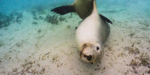 Puppies of the ocean:Sea lions off Blythe Island.