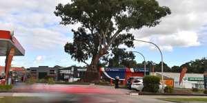 The 300-year-old eucalyptus in Bulleen that was once earmarked for felling.