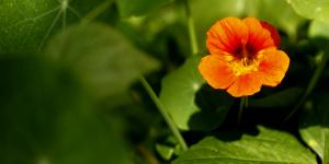 My beloved nasturtiums were among the casualties of the cabbage butterflies.