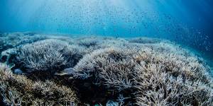 Up to 100 per cent of some reefs have bleached on the southern Great Barrier Reef. 