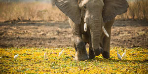 Zimbabwe has $428 million worth of ivory it wants to sell to the world