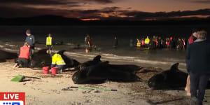 ‘We’d given them names’:Whale rescue volunteers heartbroken over beaching deaths