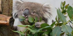 ‘Grand old’ Burke,a southern koala,dies in British zoo