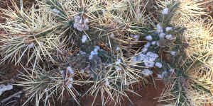 Cochineal bugs attacking the cactus.