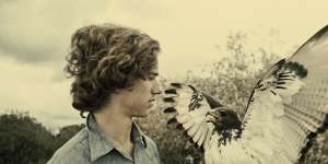 Bobby Kennedy Jr.,who developed a love of falconry,handles an augur hawk in a wildlife television special in 1975. 