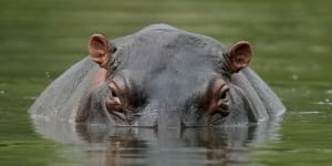 Toddler survives being partially swallowed by a hippo