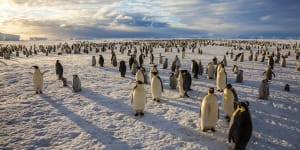 Emperor penguins chicks have struggled to survive in 2022 after record low sea ice coverage impacted their birth rates.