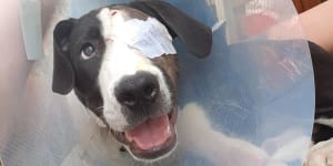 Dog shot in the head finds new family 400 days later