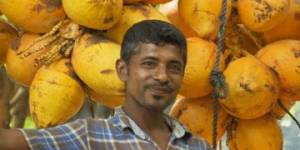 Sri Lankan fruit vendor on the roadside between Negombo and Kandy.