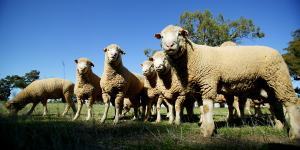 China is extending its export bans to lamb.