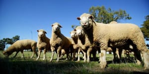 WA government backs suspension of embattled livestock shipping company's licence