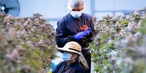 Workers trimming cannabis plants. The flower heads will be processed for medicinal sale,and sold as flowers or an oil product.