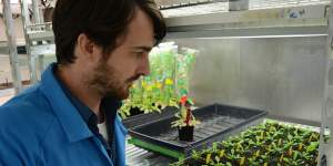 Dr Olivier Van Aken of the University of Western Australia gets up close and personal with his pet plants.